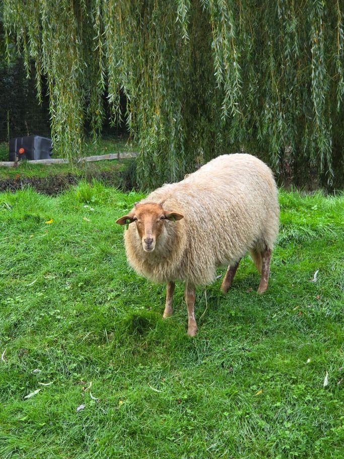 vertel iets over de  Drentse heideschaap

